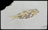 Knightia Fossil Fish - Wyoming #59804-1